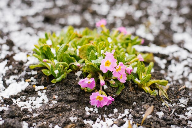 O início da floração da prímula rosa na primavera