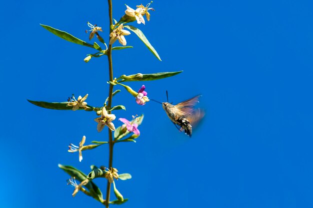 Foto o inseto falcão da crimeia voa sobre a flor em um fundo azul
