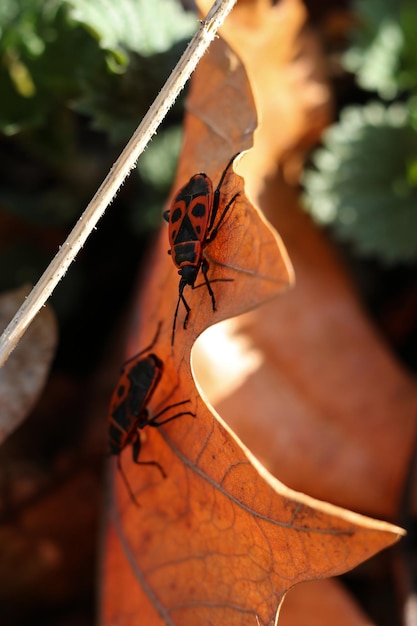 Foto o inseto incendiário pyrrhocoris apterus em uma folha seca foco seletivo