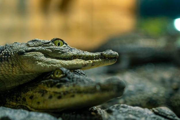 O jacaré olha para a câmera closeup dentes afiados de crocodilo Caiman crocodilo