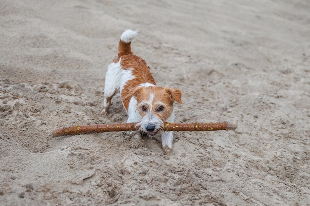 O Jack Russell Terrier carrega um bastão na boca a brincar com um cão na areia.