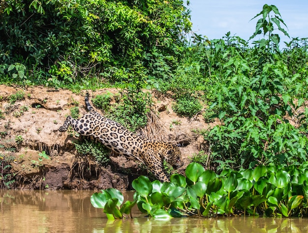 O jaguar ataca sua presa.