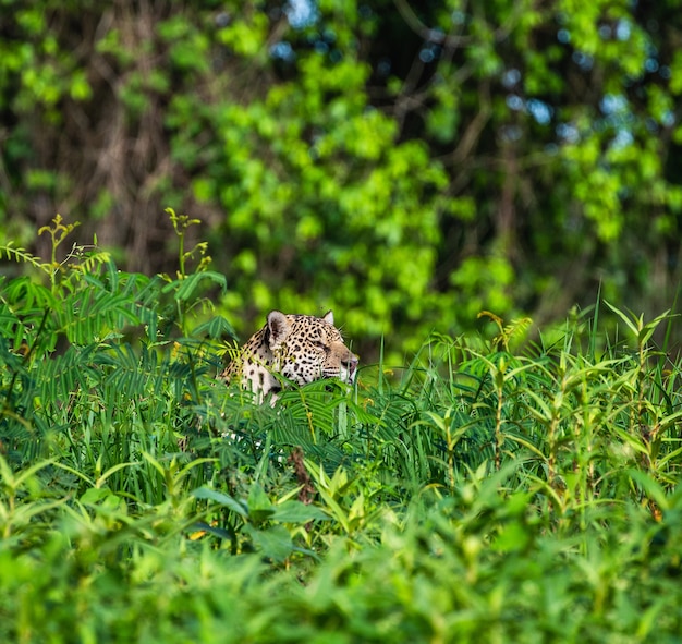 O Jaguar está escondido na grama.