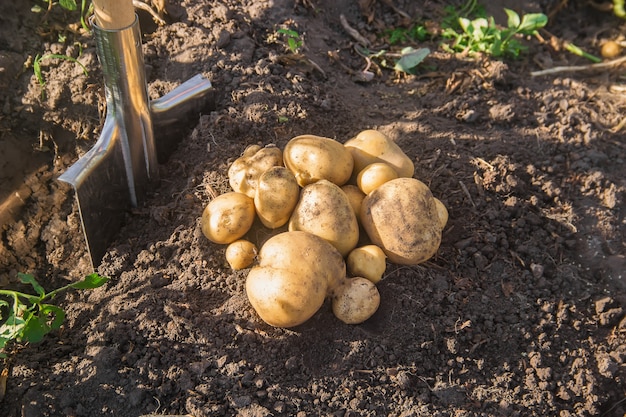 O jardim colhe uma colheita de batata com uma pá.