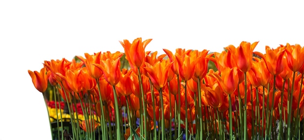 O jardim da flor de tulipa isolado em um fundo branco fecha o espaço para o espaço de cópia isolado da publicidade de fundo de texto