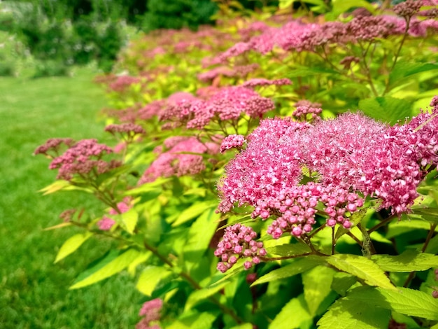 O jardim da frente no projeto da paisagem do jardim da primavera com gramado verde brilhante e flores Spiraea