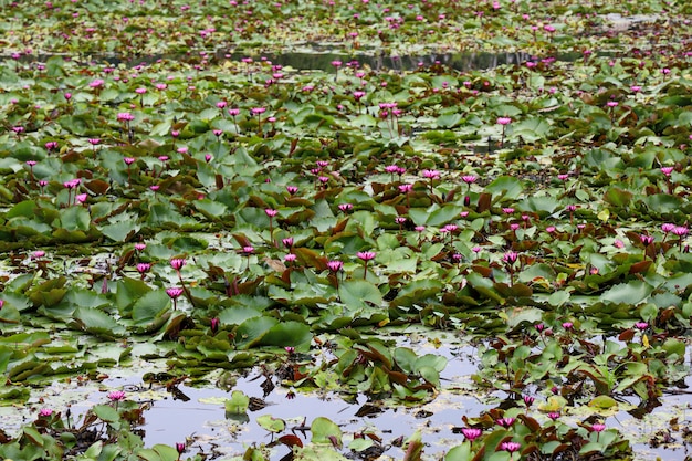 O jardim de lótus vermelho no rio na tailândia