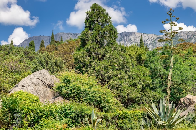 O jardim do Palácio Vorontsov com vista para a montanha AiPetri Blooming agave Crimea