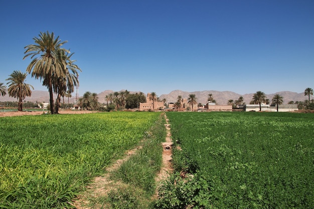 O jardim em uma vila árabe perto da região de Najran de Asir, na Arábia Saudita