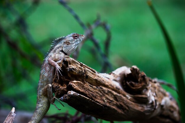 O jardim oriental lagarto jardim oriental ou sugador de sangue ou lagarto mutável descansando em um tronco