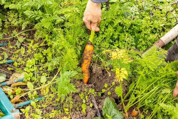 O jardineiro do mercado colhe manualmente cenouras orgânicas de cores diferentes