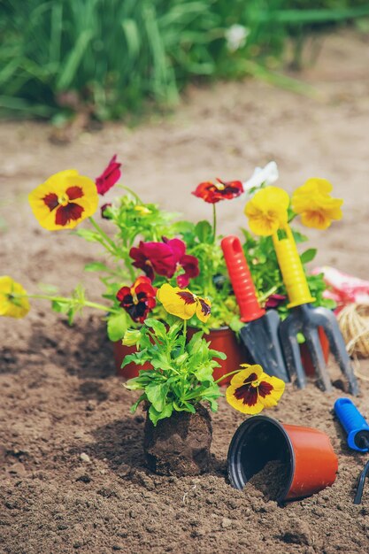 O jardineiro está plantando flores no jardim Natureza de foco seletivo