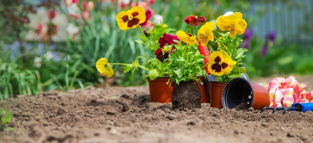 O jardineiro está plantando flores no jardim natureza de foco seletivo