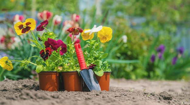 O jardineiro está plantando flores no jardim Natureza de foco seletivo