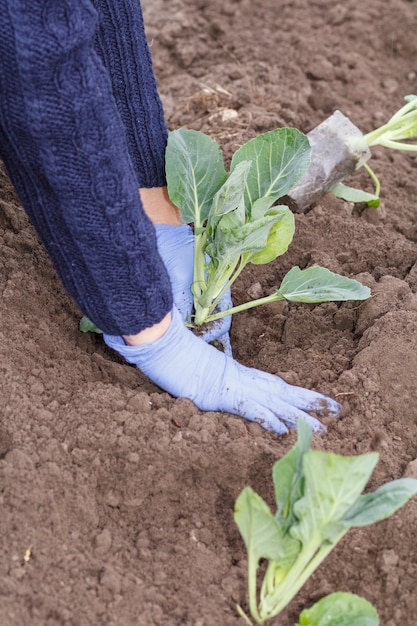 Foto o jardineiro está plantando mudas de repolho verde no jardim cultivo de legumes