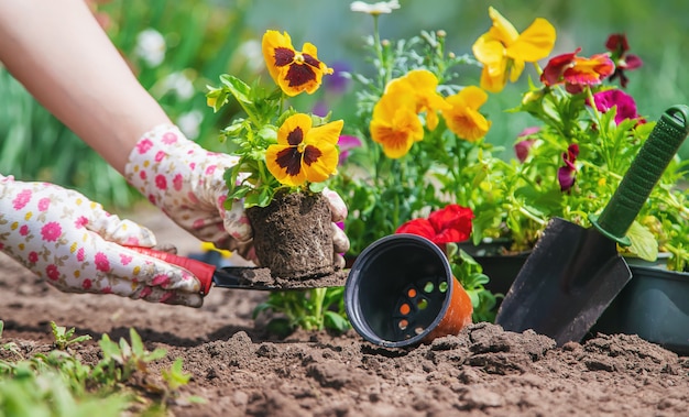 O jardineiro está plantando um jardim de flores. Foco seletivo.