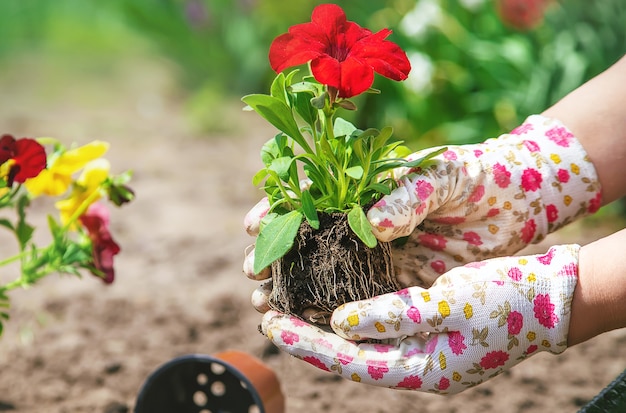 O jardineiro está plantando um jardim de flores