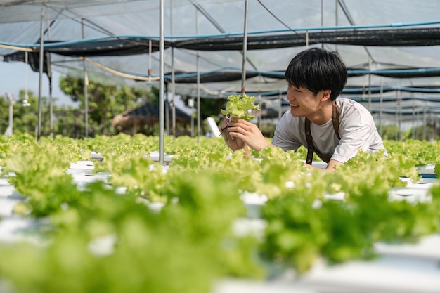 O jardineiro masculino sorridente se mantém no jardim com efeito de estufa O jovem agricultor asiático colhe vegetais de salada orgânica natural no cultivo de fazendas hidropônicas para uma dieta saudável
