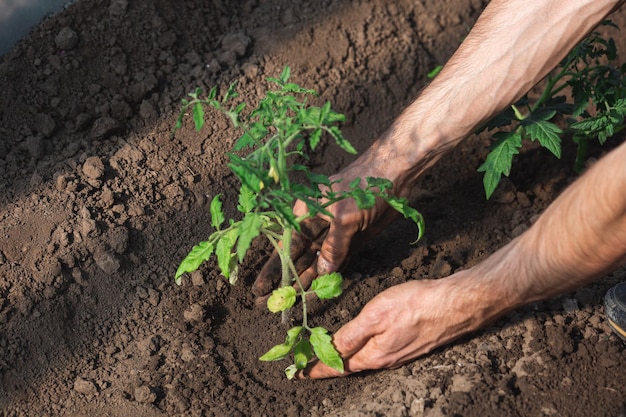 O jardineiro planta mudas de tomate na estufa