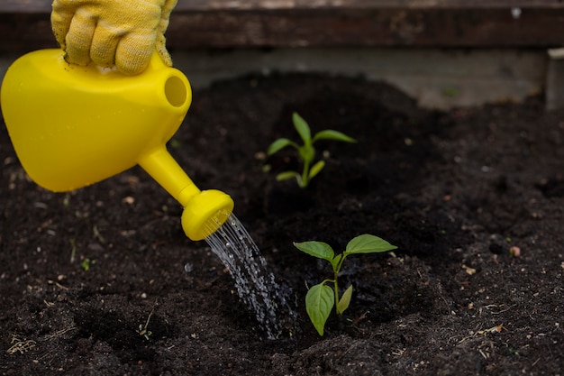 O jardineiro rega as plantas recém-plantadas do regador. Conceito de jardinagem