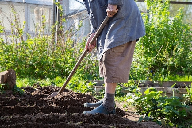 O jardineiro sênior caucasiano está plantando batatas. Ele colocou plantas no solo e as cobriu com solo.