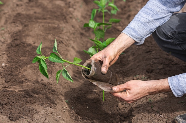 O jardineiro tira a muda de pimenta do vaso para plantar no solo.