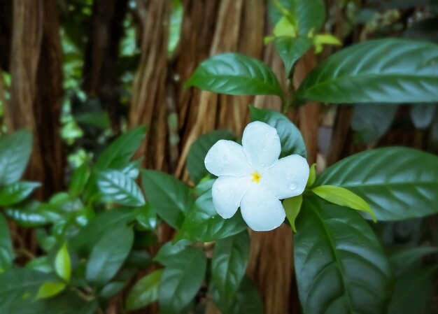 O jasmim de crepe ou jasmim de crepe é um arbusto bonito com uma forma arredondada e flores de cata-vento