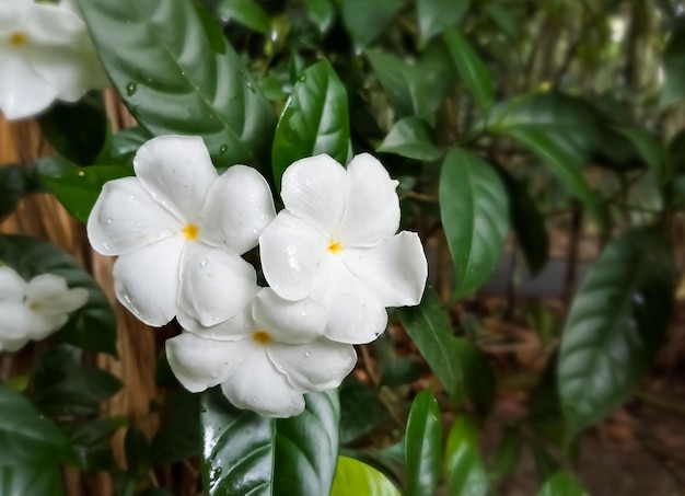 O jasmim de crepe ou jasmim de crepe é um arbusto bonito com uma forma arredondada e flores de cata-vento