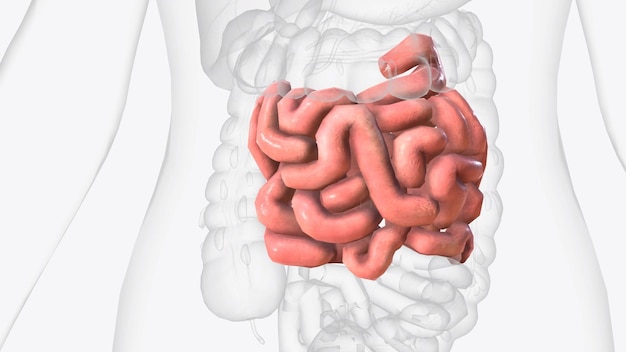 O jejunum é uma das três seções que compõem o intestino delgado