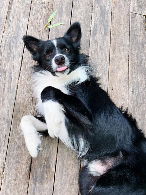 Foto o joey, o border collie.