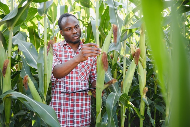 O jovem agricultor ou agrônomo afro-americano bonito inspeciona a colheita de milho