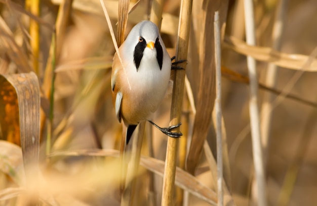 O junco barbudo senta na haste e olha para a câmera