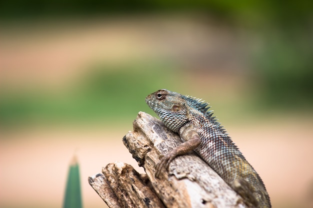 O lagarto de jardim oriental lagarto de jardim oriental sugador de sangue ou lagarto mutável