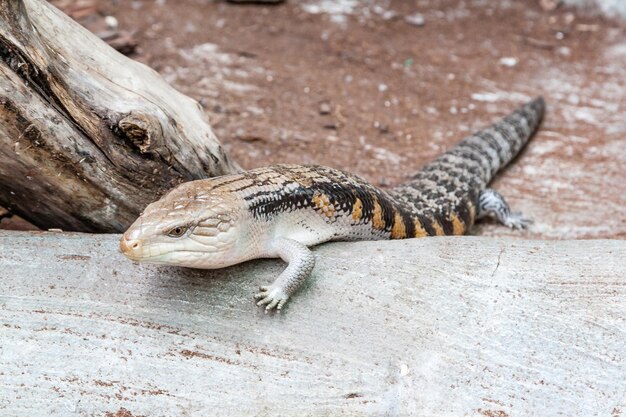 O lagarto escalado avança