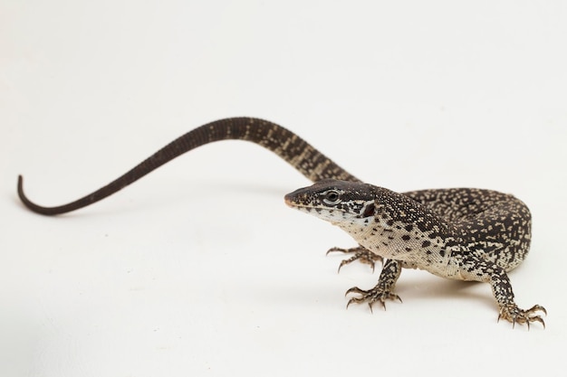 O lagarto monitor de árvore manchado varanus similis isolado no fundo branco