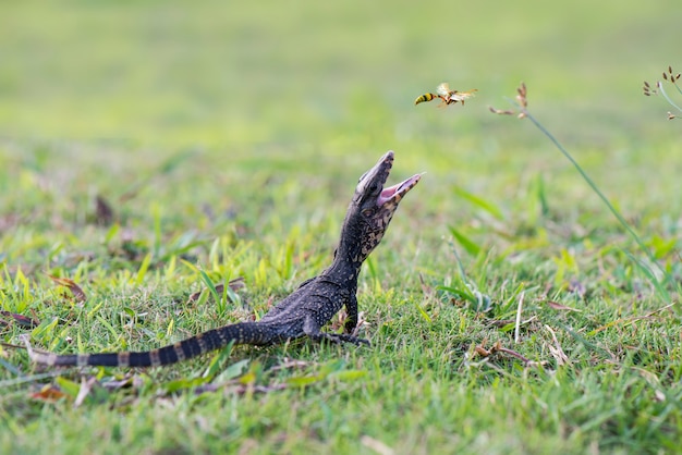 o lagarto monitor está zangado com um fundo natural