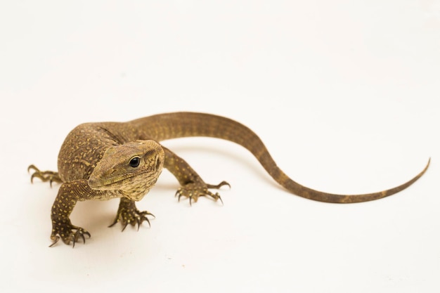 O lagarto monitor nublado (Varanus nebulosus) isolado no fundo branco