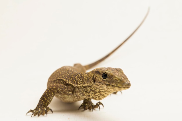 O lagarto monitor nublado (Varanus nebulosus) isolado no fundo branco