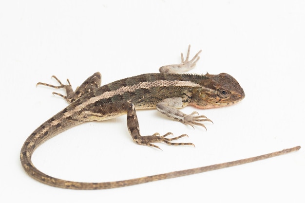 O lagarto oriental do jardim Calotes versicolor isolado no fundo branco