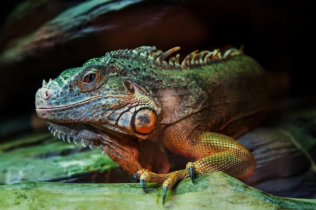 O lagarto senta-se em uma rocha