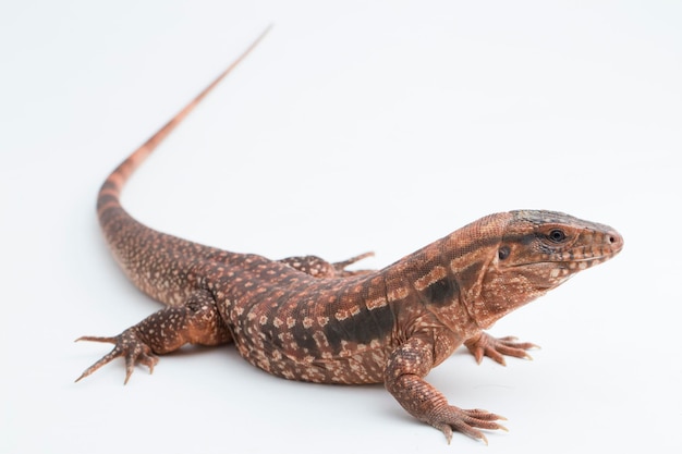 O lagarto tegu vermelho Salvator rufescens isolado no fundo branco