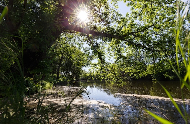 O lago da floresta está coberto de grama verde exuberante e árvores à luz do sol.