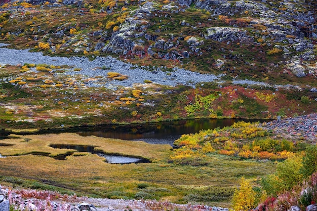 O lago da tundra é cercado por vegetação de outono. Península de Kola, Rússia.