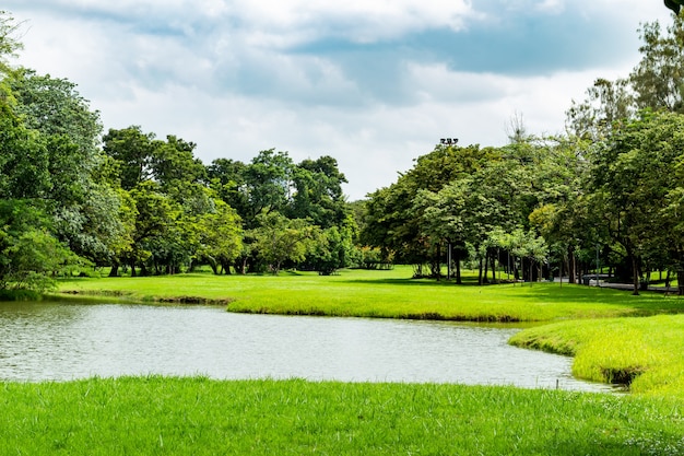 O lago e as árvores no parque