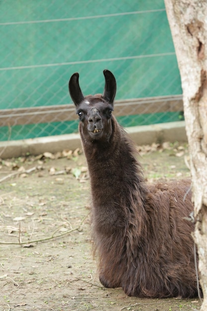 Foto o lama é a maior espécie animal domesticada da américa do sul