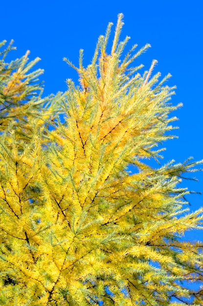 O larício japonês Larix kaempferi com folhagem de outono