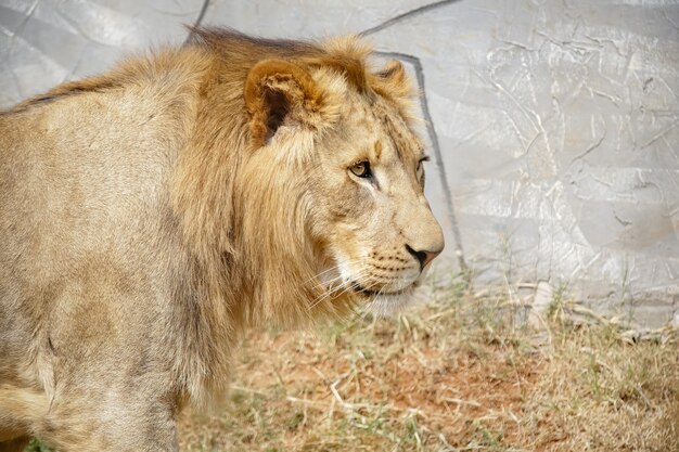 O leão é uma espécie de mamífero carnívoro do gênero Panthera e da família Felidae