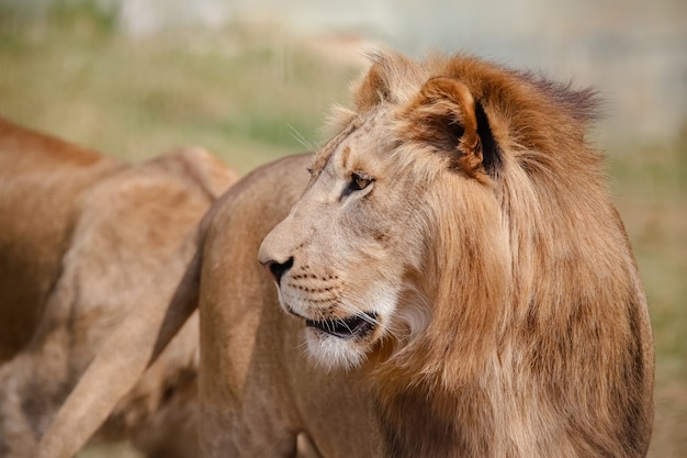 O leão é uma espécie de mamífero carnívoro do gênero Panthera e da família Felidae