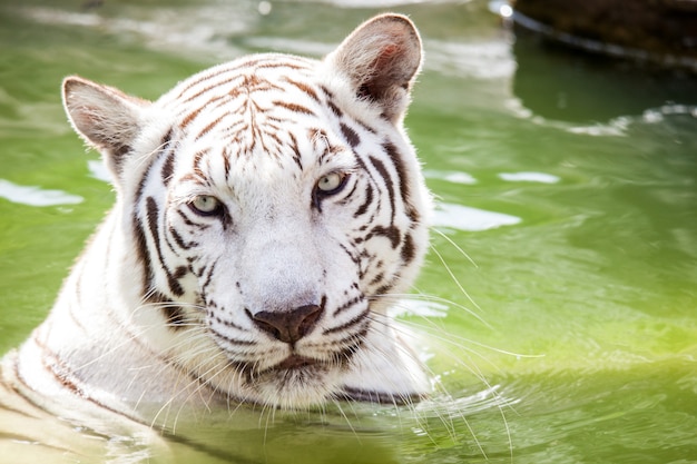 O leão exibido no zoológico