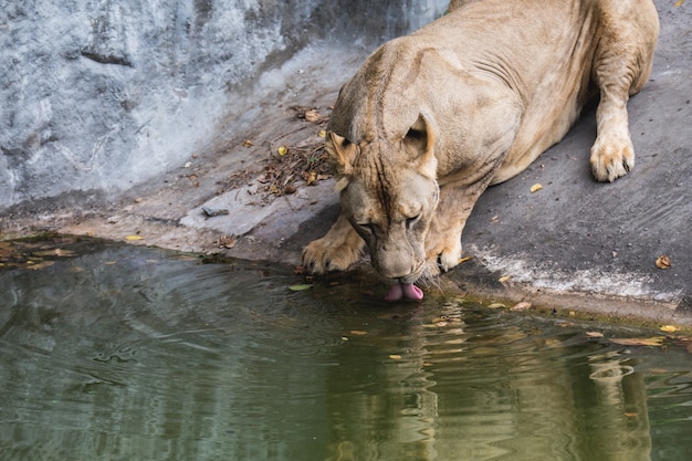 O leão no zoológico